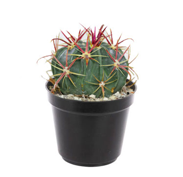 فرو لاتیس پینوس